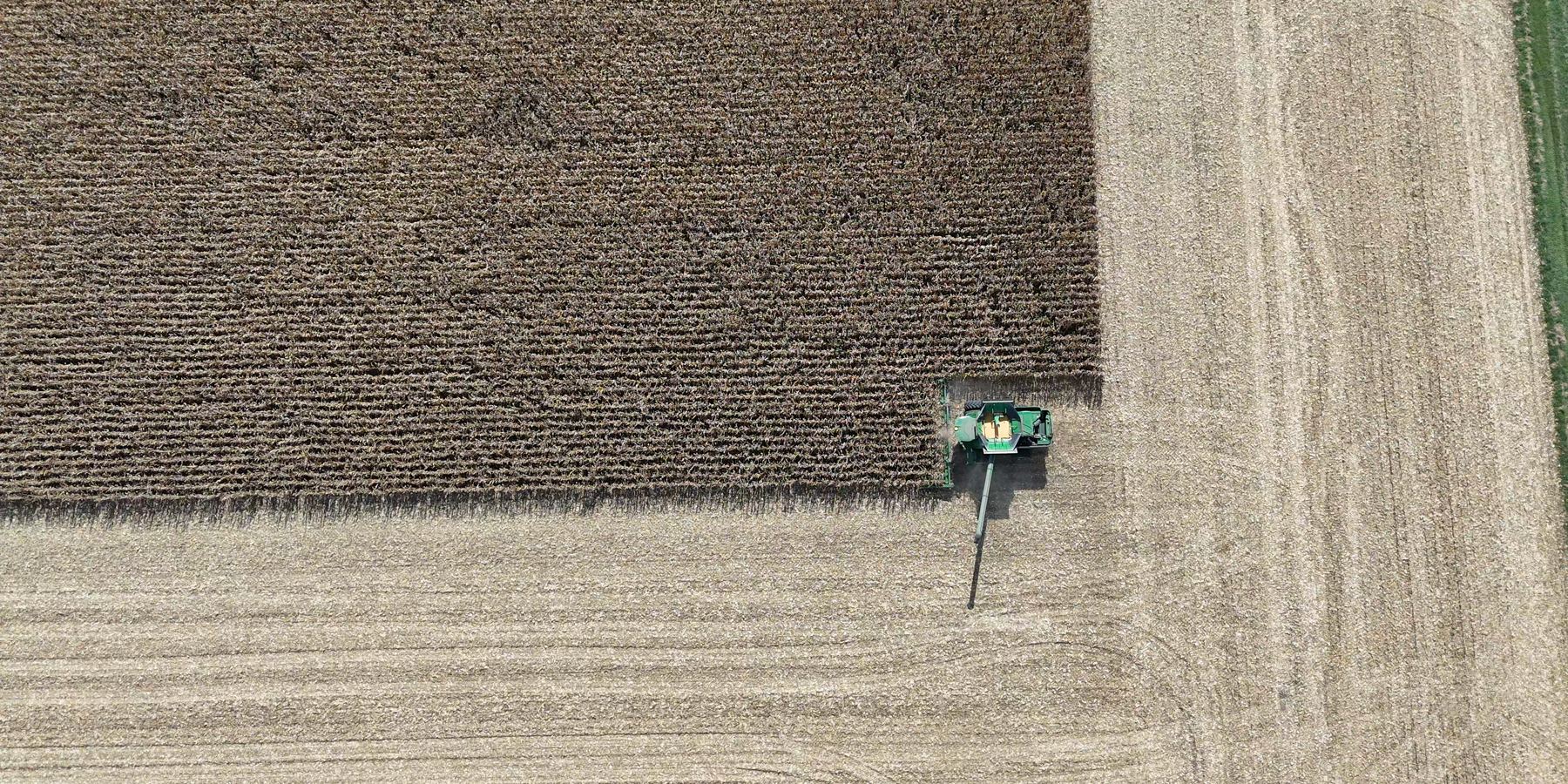 Straight-down aerial view of a combine cutting the last strip of standing corn in a field of stubble